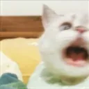 NOOO