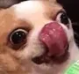 doggolick