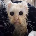 freakcat