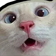 catconfused