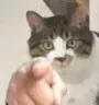 Cat_point