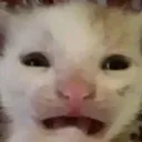 traumatizedcat