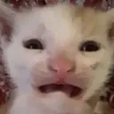 CatUltraDespair CatUltraDespair