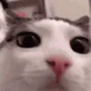 Plink