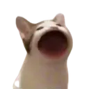 popcat