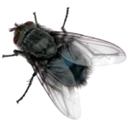 fly