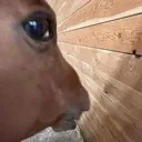 horse_huh horse_huh