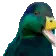 happy_duck
