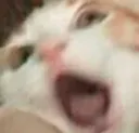 TEA_3catscared Discord emoji