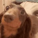 weenieDogWag_2dfdParadise