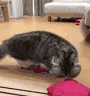 Oh