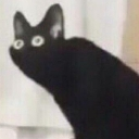 cat_wha_floppaa Discord emoji