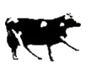CowVibing