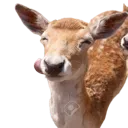 Deer_Silly