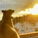 Firecat Firecat