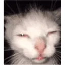 vos_bluhbluh vos_bluhbluh
