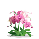 fsc_moth_orchid