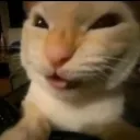 bleh