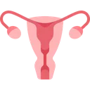 uterus
