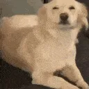 8355exciteddog