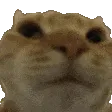 Cat_A_nonono