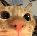 Cat_peek