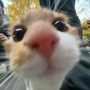 Cat_Smell