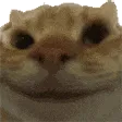 Cat_A_yesyesyes