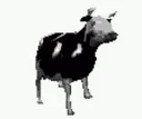 Cattle_Dutchcattle