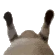 Cat_sex