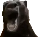 bearpog