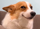 NHM_hmmm Discord emoji