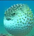 blub