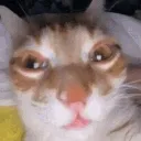 gatito gatito