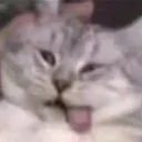 Cat_die