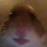 doguin2 doguin2