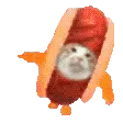 Cat_Hotdogcat