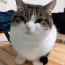 Cat_BabaBoyi