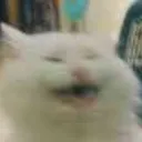 Cat_laugh
