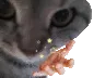 ungato_mamba