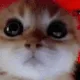 Cat_angry
