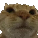 Catt_no