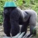 hatgorilla