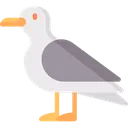 seagull