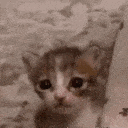catcrying