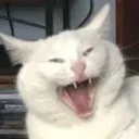 catscream