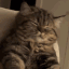 ohyeahscritchiescat