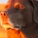 imcooked
