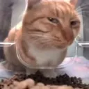sus