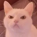 angry_car